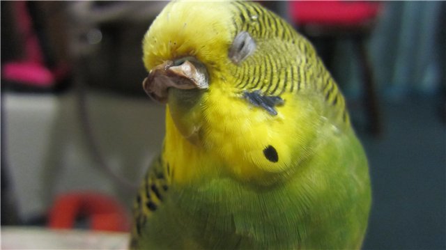 Бредовые назначения волнистому попугайчику при воспалении глаз