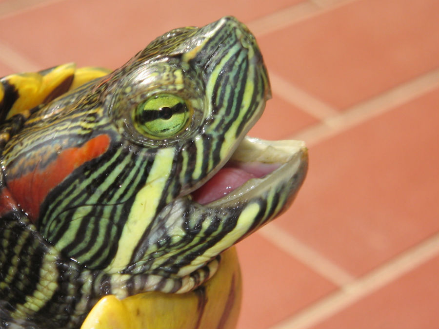 У красноухой черепахи облазит кожа - 13 декабря - Форум Зоовет