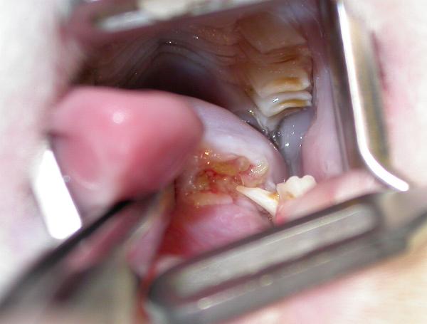 Стачивание зубов у грызунов: особенности ухода за зубами