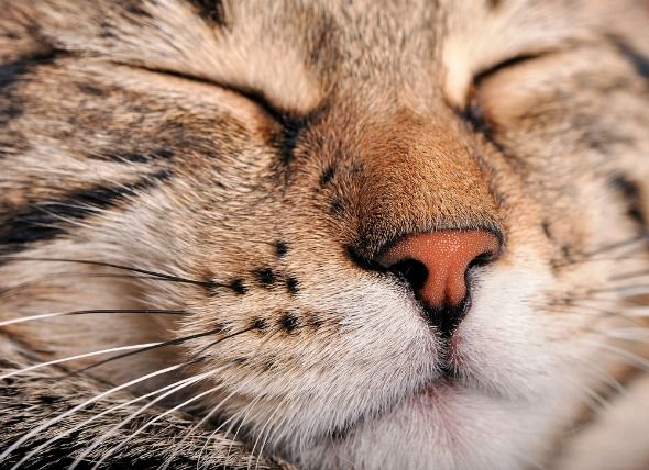 Зачем котам усы на голове и лапах: для чего нужны вибриссы и какие у них функции