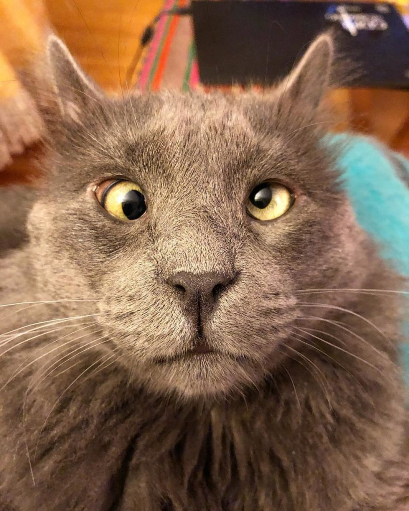 От чего у кошек косые глаза короткий хвост