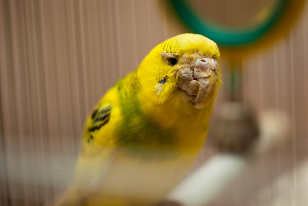 Перьевой клещ у попугаев (64 фото)