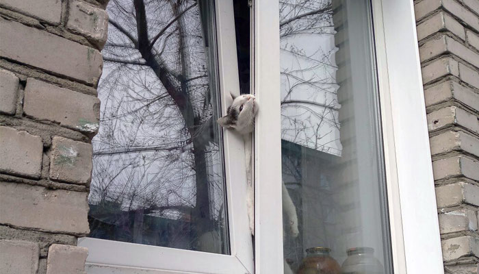 Кот застрял в пластиковом окне фото