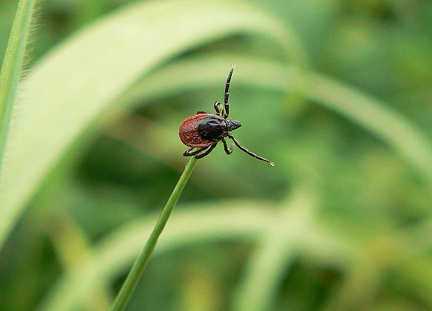 ixodes_9090909gras_52.jpg