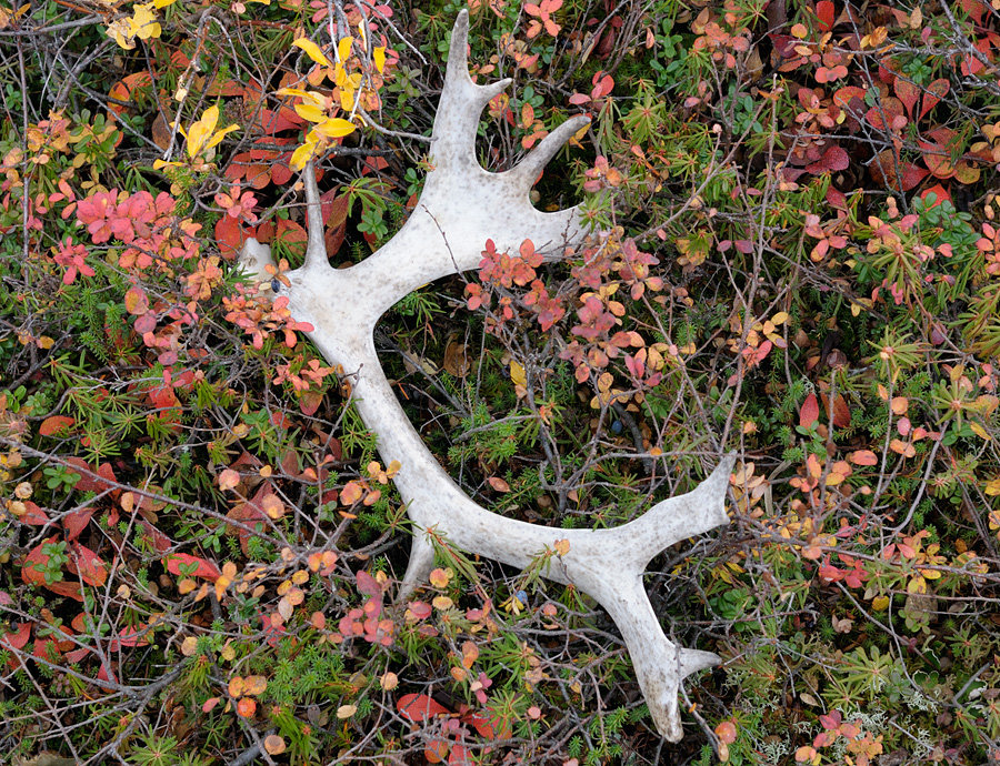 Дерево оленьи рожки фото и описание
