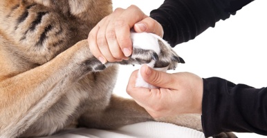 Care-dog-paws.jpg